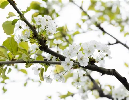 Prunus av. 'Büttners Rt. Knorpelk' Prunus av. 'Büttners Rt. Knorpelk'