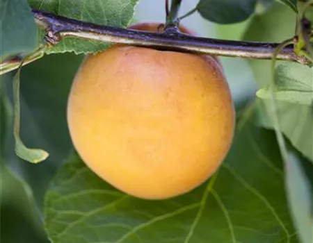 Prunus armeniaca i.S. Prunus armeniaca i.S.