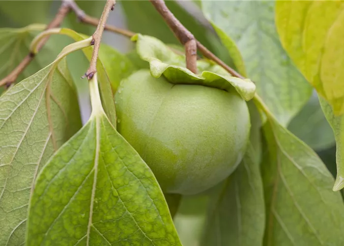 Diospyros kaki Diospyros kaki