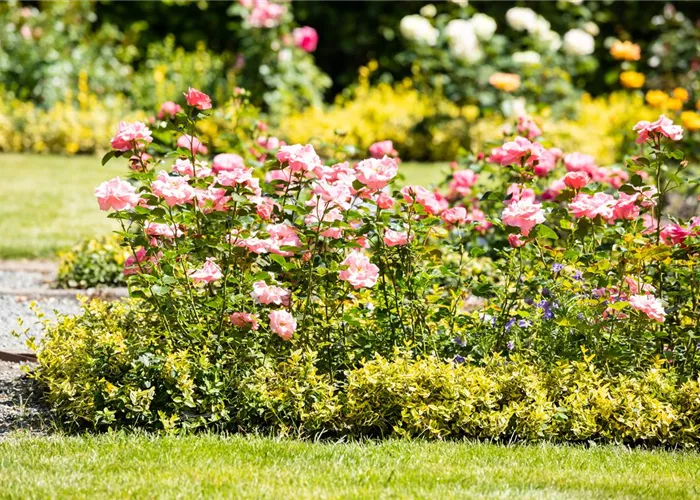 Bezaubernde Gartengestaltung mit Beetrosen entdecken