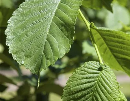 Morus alba Morus alba