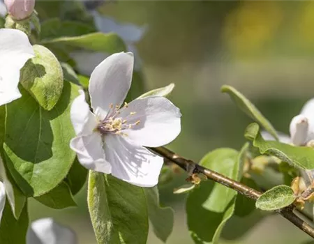Cydonia 'Portugiesische' Cydonia 'Portugiesische'