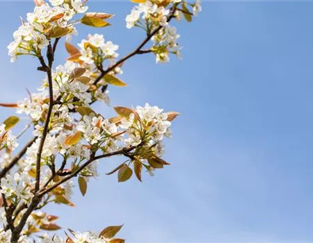 Pyrus pyraster 'Kumoi' Pyrus pyraster 'Kumoi'