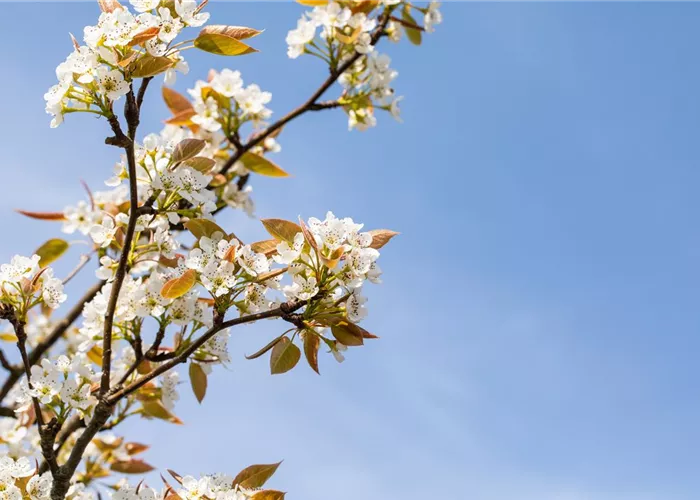 Pyrus pyraster 'Kumoi'