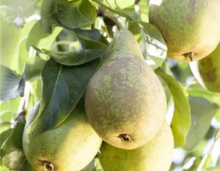 Pyrus com. 'Conferencebirne' Pyrus com. 'Conferencebirne'