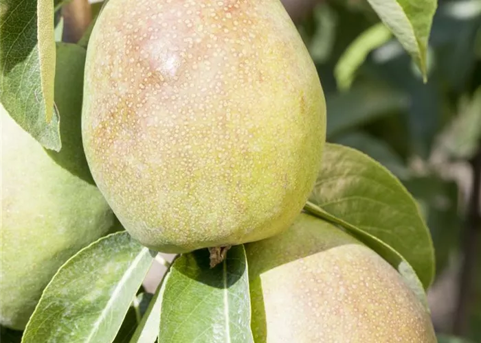 Pyrus com. 'Obelisk' Pyrus com. 'Obelisk'