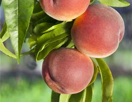 Prunus persica 'Kernech.v.Vorgeb.' Prunus persica 'Kernech.v.Vorgeb.'