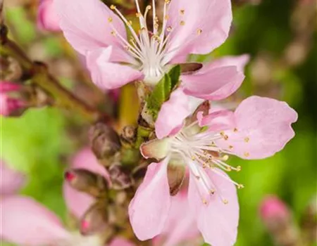 Prunus persica 'Early Red Heaven' Prunus persica 'Early Red Heaven'