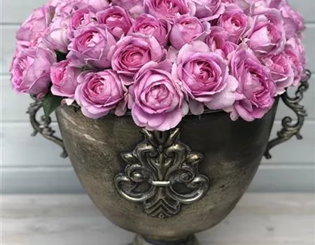 Rosa 'Königin Marie' -R- TH