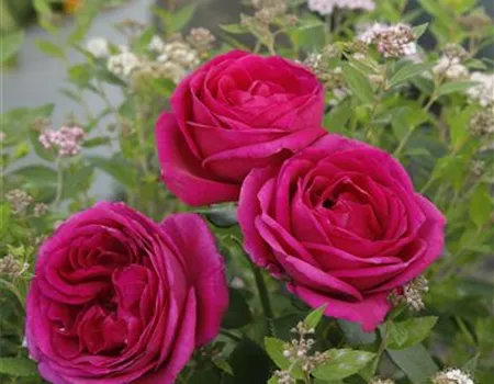 Rosa 'Für Elise' -R- BT Rosa 'Für Elise' -R- BT