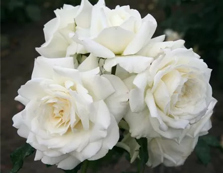 Rosa 'Alaska' -R- KL Rosa 'Alaska' -R- KL