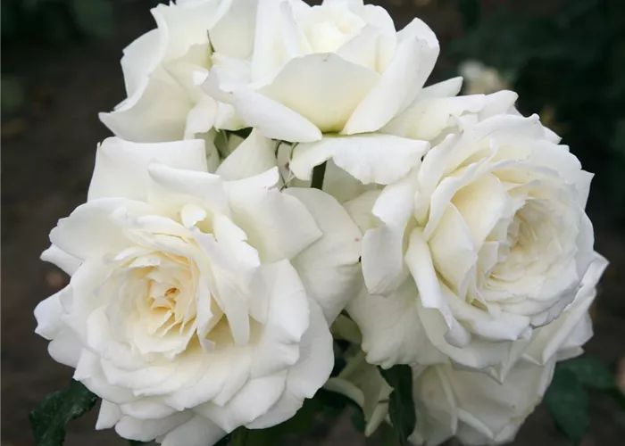 Rosa 'Alaska' -R- KL Rosa 'Alaska' -R- KL