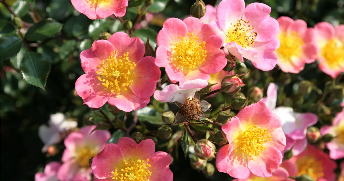 Rosa 'Topolina' BDR