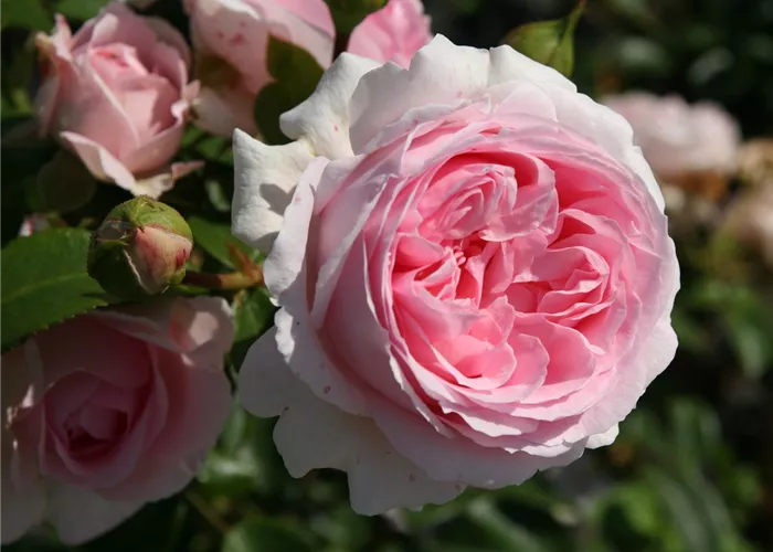 Rosa 'Wellenspiel' -R- STR Rosa 'Wellenspiel' -R- STR