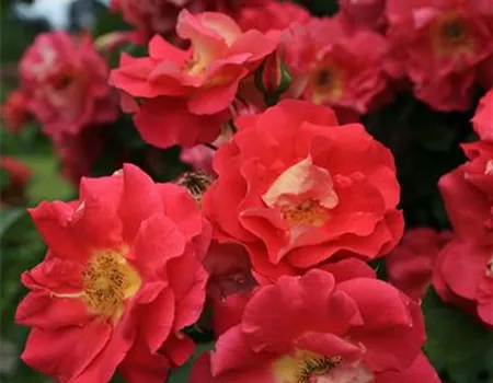 Rosa 'Bajazzo' -R- KL Rosa 'Bajazzo' -R- KL