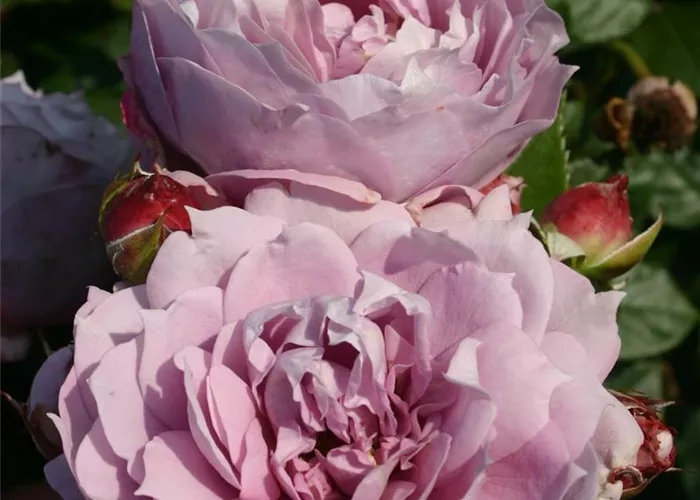 Rosa 'Novalis' -R- BT Rosa 'Novalis' -R- BT