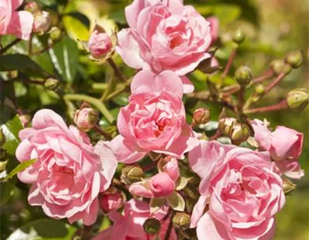 Rosa 'The Fairy' BDR II Rosa 'The Fairy' BDR II