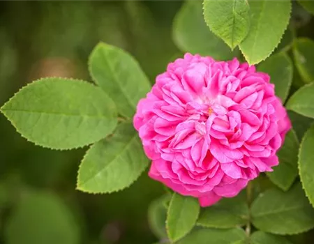 Rosa 'Rose de Resht' STR V