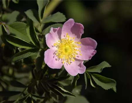 Rosa 'Pillnitzer Vitaminrose' STR