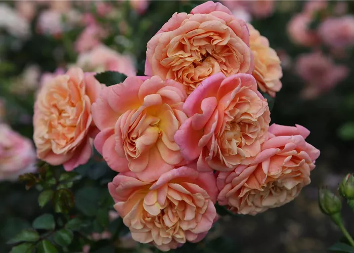 Rosa 'Peach Melba' -R- Kl Rosa 'Peach Melba' -R- Kl