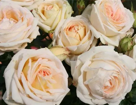 Rosa 'Madame Anisette' -R- TH II