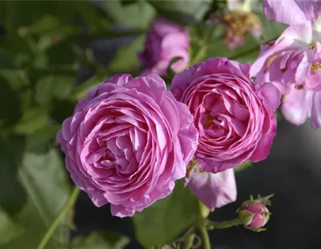 Rosa 'Louise Odier' STR V