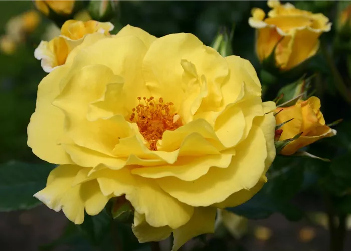 Rosa 'Lichtkönigin Lucia' -R- STR III Rosa 'Lichtkönigin Lucia' -R- STR III