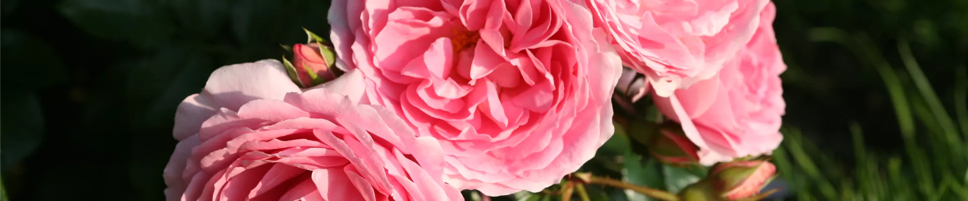 Leonardo_da_Vinci_6.JPG Leonardo_da_Vinci_6.JPG