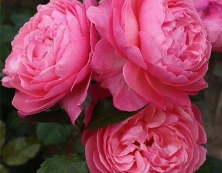 Rosa 'Kölner Flora' (Flora Colognia) STR