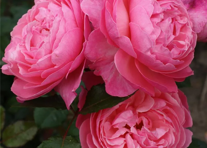 Rosa 'Kölner Flora' (Flora Colognia) STR