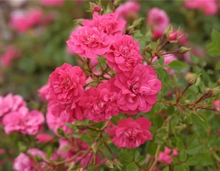 Rosa 'Knirps' -R- BDR III Rosa 'Knirps' -R- BDR III