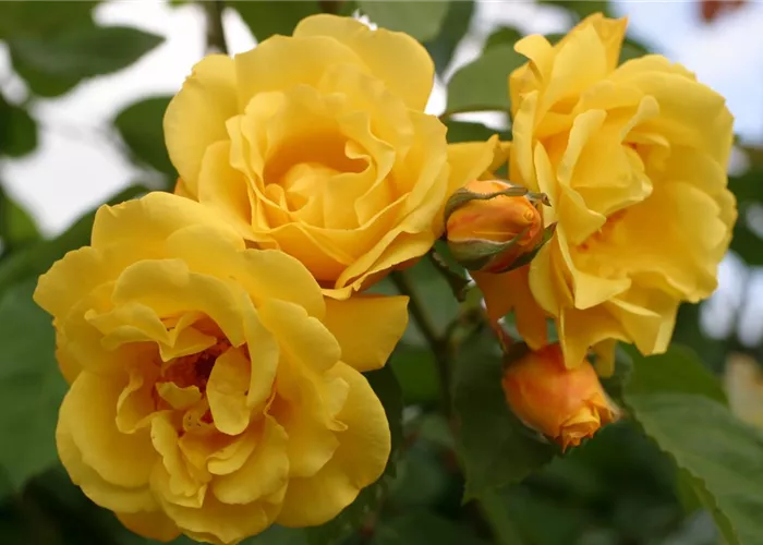 Rosa 'Golden Gate' -R- KL VI Rosa 'Golden Gate' -R- KL VI