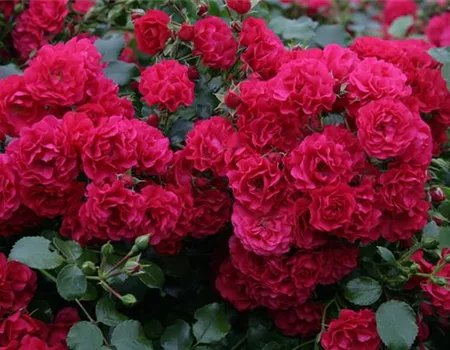 Rosa 'Gärtnerfreude' -R- BDR III Rosa 'Gärtnerfreude' -R- BDR III