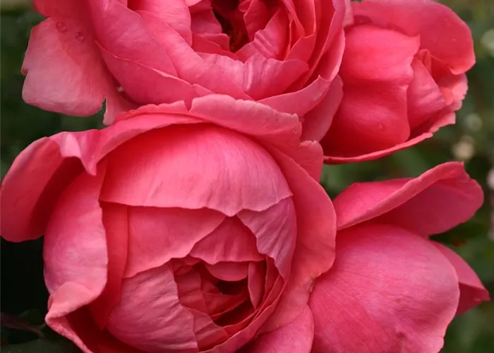 Rosa 'Gartenprinzessin Marie-Jose' -R- BT