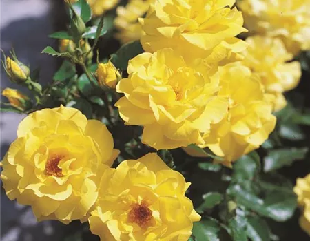 Rosa 'Friesia' -R- BT II Rosa 'Friesia' -R- BT II