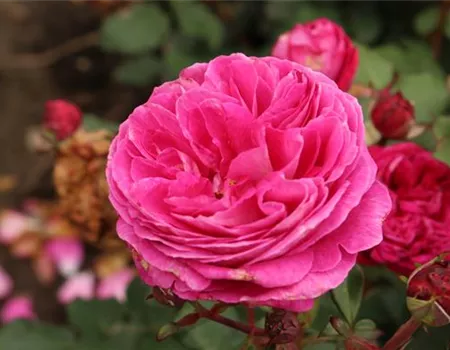 Rosa 'Freifrau Caroline' -R- BT Rosa 'Freifrau Caroline' -R- BT