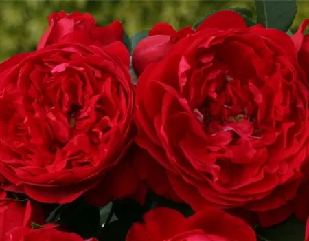 Rosa 'Florentina' -R- KL III Rosa 'Florentina' -R- KL III