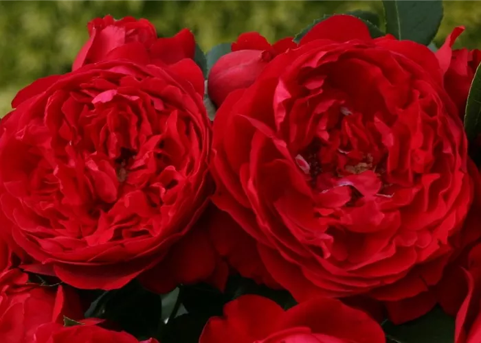 Rosa 'Florentina' -R- KL III