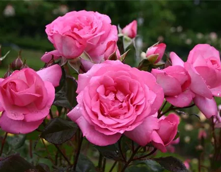 Rosa 'Eliza' -R- TH IV