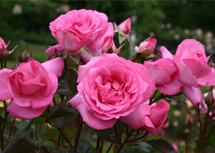 Rosa 'Eliza' -R- TH IV Rosa 'Eliza' -R- TH IV