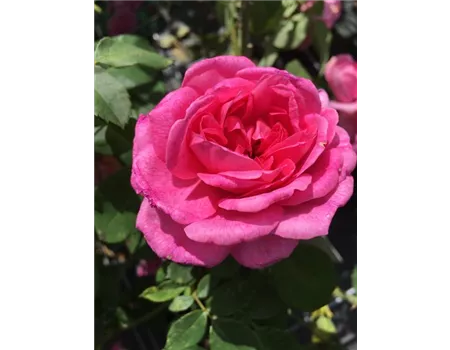 Rosa 'Gertrude Jekyll' -R- STR VII