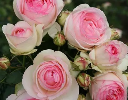 Rosa 'Eden Rose '85' -R- STR V