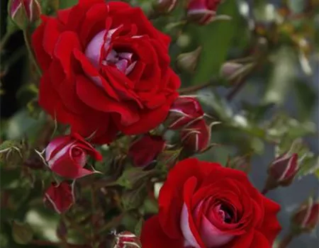 Rosa 'Corazon' -R- Z