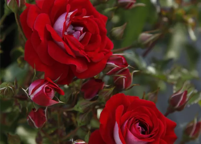 Rosa 'Corazon' -R- Z