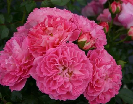 Rosa 'Charmant' -R- Z III Rosa 'Charmant' -R- Z III