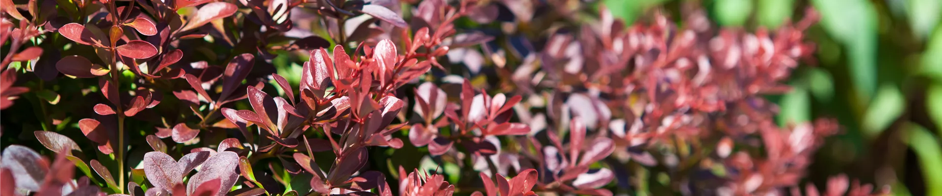 GS407967.jpg GS407967.jpg