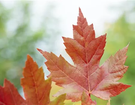 Acer freemanii 'Autumn Blaze' Acer freemanii 'Autumn Blaze'