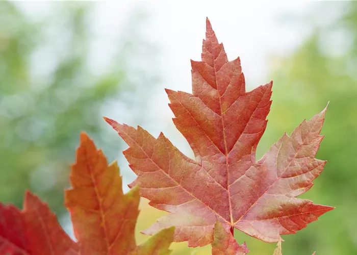 Allebäume/Gartenbäume