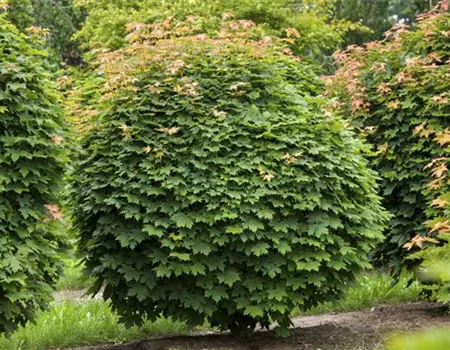 Acer platanoides 'Globosum' Acer platanoides 'Globosum'