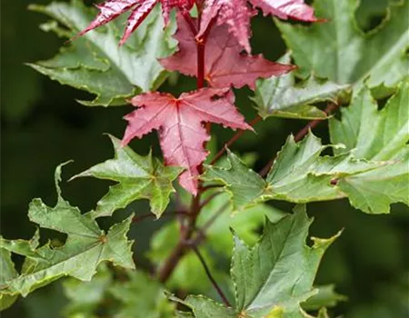 Acer platanoides 'Crimson Sentry' Acer platanoides 'Crimson Sentry'